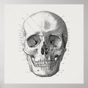 Poster Illustration du diagramme crâne classique