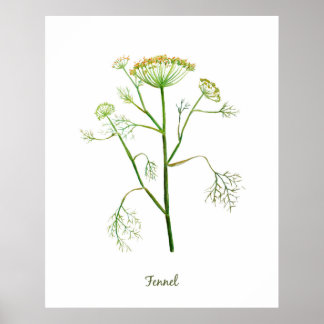 Poster Illustration du fenouil d'herbe d'aquarelle