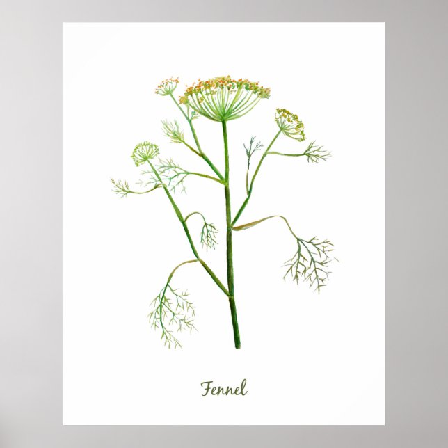Poster Illustration du fenouil d'herbe d'aquarelle (Devant)