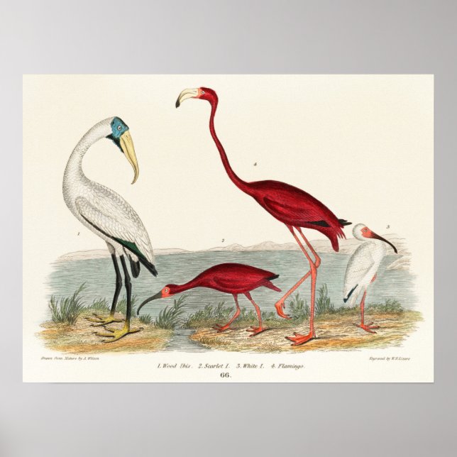 Poster Illustration du Flamant rose vintage (Devant)