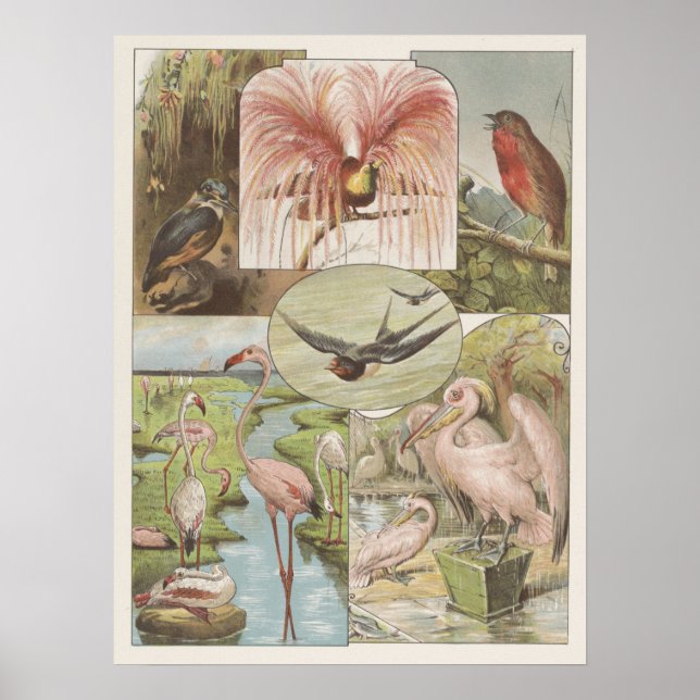 Poster Illustration du Flamant rose vintage (Devant)