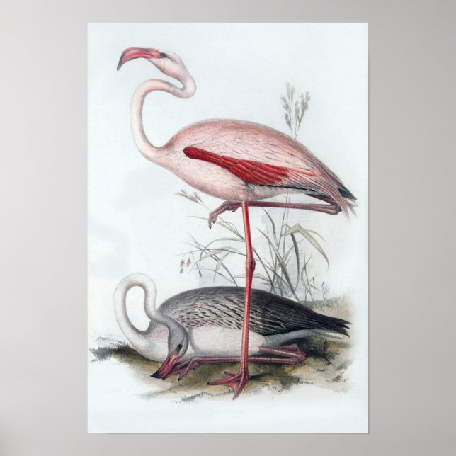 Poster Illustration du Flamant rose vintage (Devant)