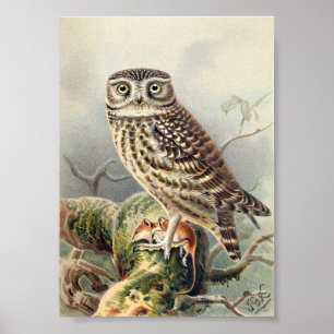 Poster Illustration du hibou Vintage