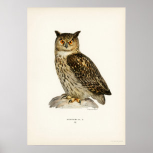Poster Illustration du hibou Vintage
