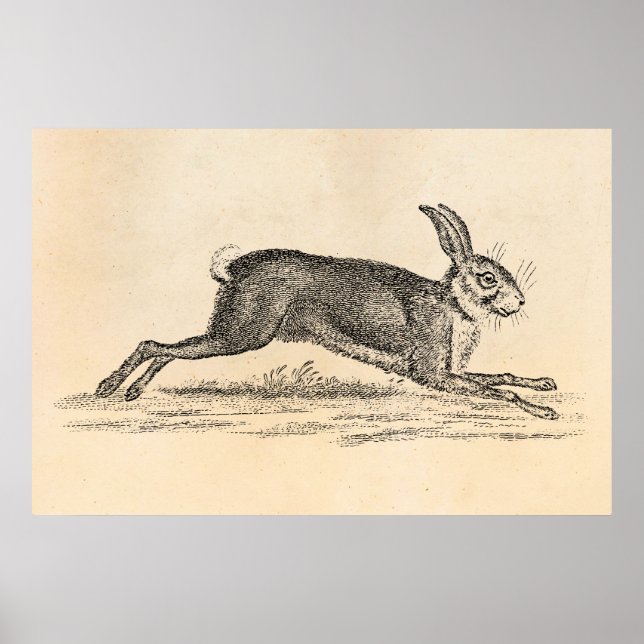 Poster Illustration du lapin lapin lièvre vintage des ann (Devant)