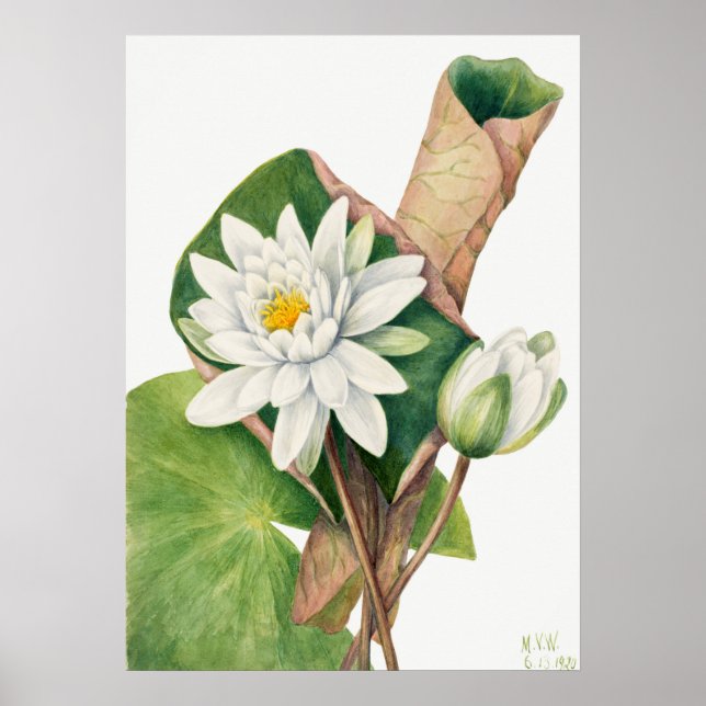 Poster Illustration du Nénuphar vintage (Devant)