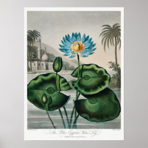 Poster Illustration du Nénuphar vintage