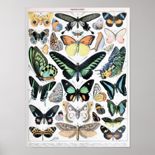 Poster Illustration du papillon Vintage