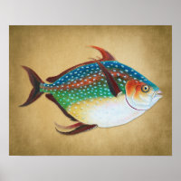 Illustration du poisson d'Opah vintage 1800