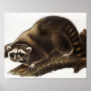 Poster Illustration du raton laveur (Procyon lotor)