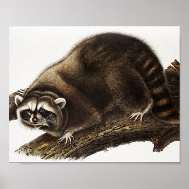 Poster Illustration du raton laveur (Procyon lotor) (Devant)