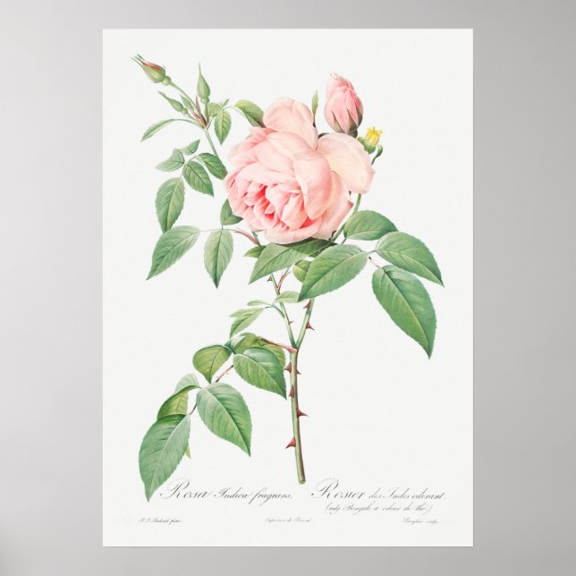 Poster Illustration du Rose vintage (Devant)