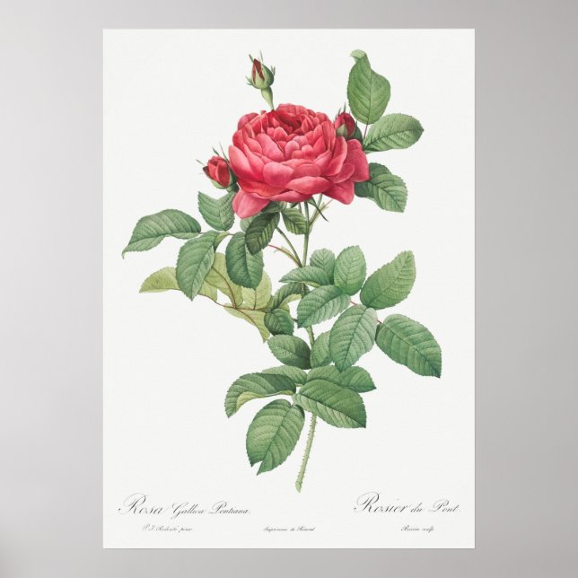 Poster Illustration du Rose vintage (Devant)
