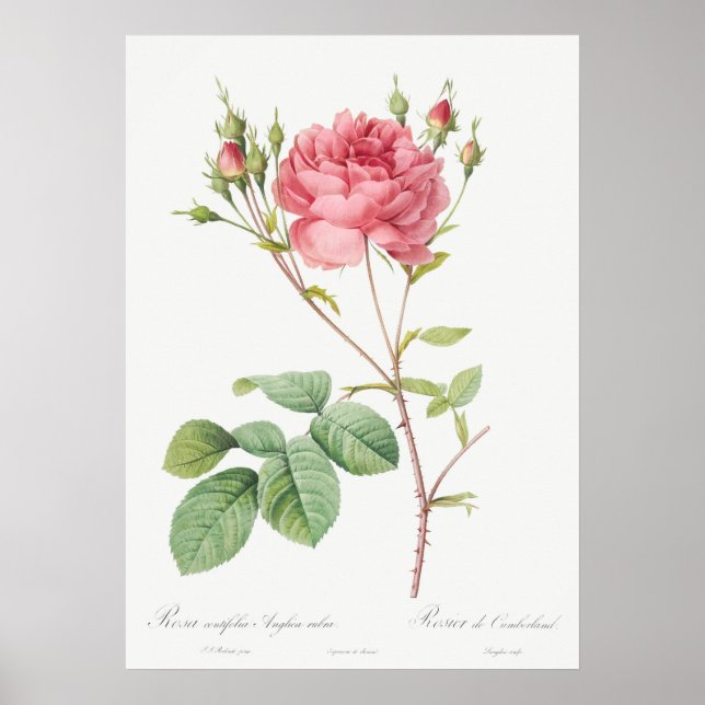 Poster Illustration du Rose vintage (Devant)