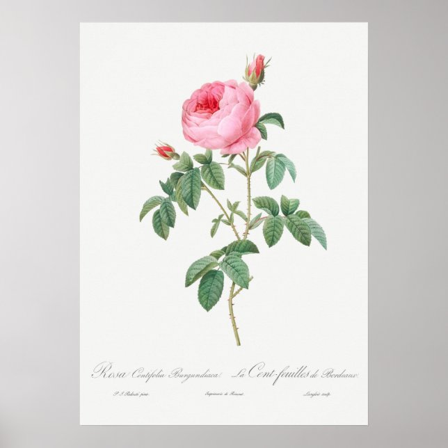 Poster Illustration du Rose vintage (Devant)
