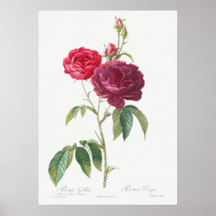 Poster Illustration du Rose vintage