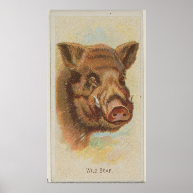 Poster Illustration du sanglier vintage (1888) (Devant)