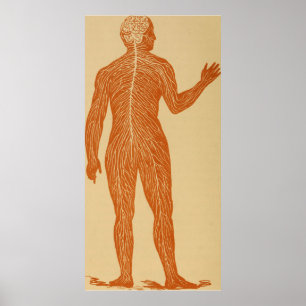 Poster Illustration du système nerveux humain vintage (18