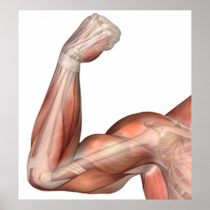 Poster Illustration D'Un Bras Flexé Montrant Des Biceps H