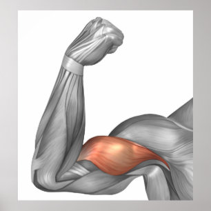 Poster Illustration D'Un Bras Flexé Montrant Un Bicep