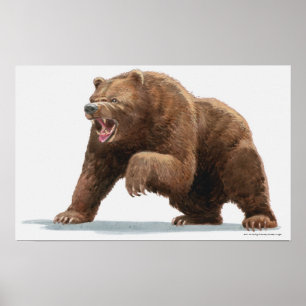 Poster Illustration d'un ours Brown