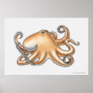 Poster Illustration d'un poulpe