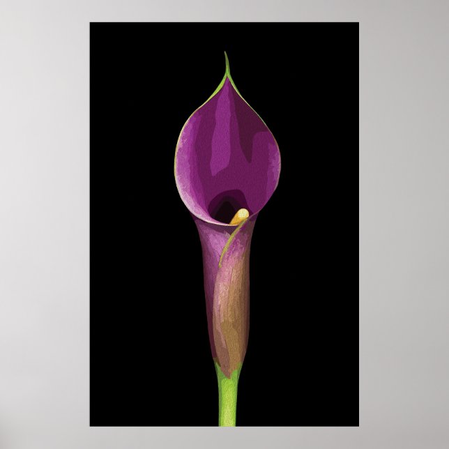 Poster Illustration élégante de Calla Lily violet (Devant)