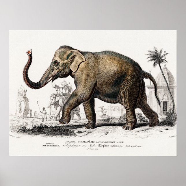 Poster Illustration Eléphant Art Vintage Imprimer (Devant)