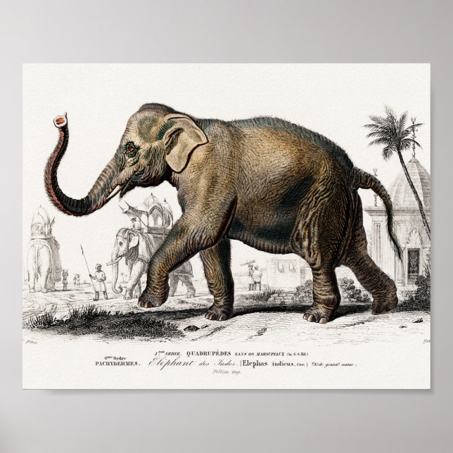 Poster Illustration Eléphant Art Vintage Imprimer (Devant)