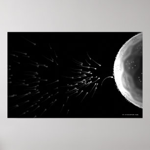 Poster Illustration en noir et blanc de la fécondation