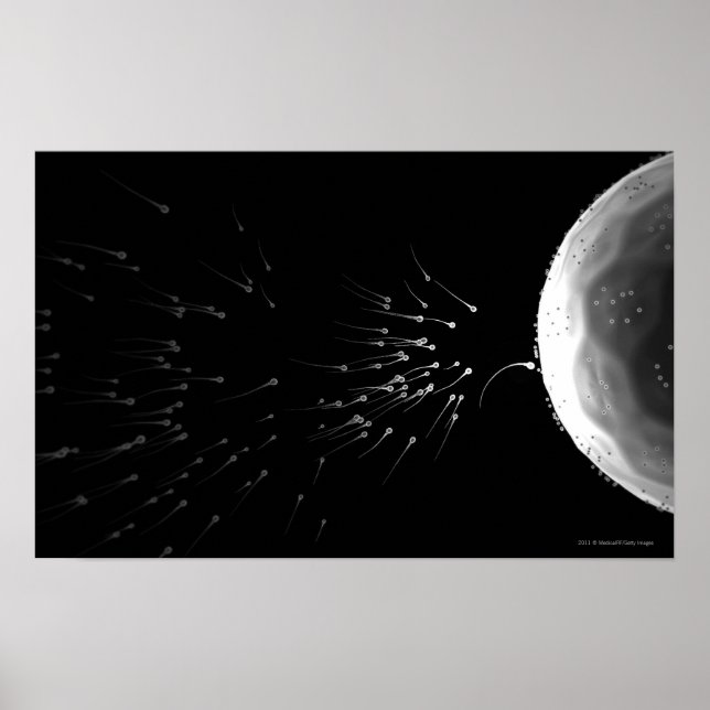 Poster Illustration en noir et blanc de la fécondation (Devant)