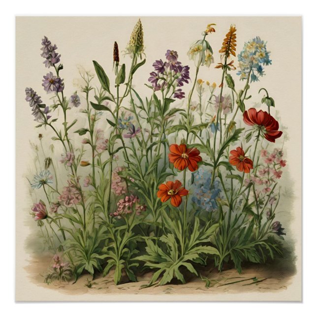 Poster Illustration fleur sauvage (Devant)