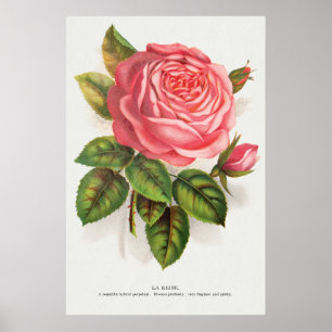 Poster Illustration Florale Rose Rose Antique Cottagecore