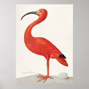 Poster Illustration Ibis vintage Scarlet