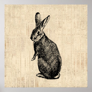 Poster Illustration lapin antique avec script