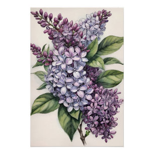 Poster Illustration Lilacs Purple Lilac Bush