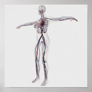 Poster Illustration Médicale : Appareil circulatoire