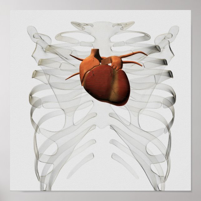 Poster Illustration Médicale De La Cage Du Coeur Et De La (Devant)