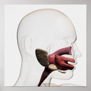 Poster Illustration Médicale de l'humain digestif