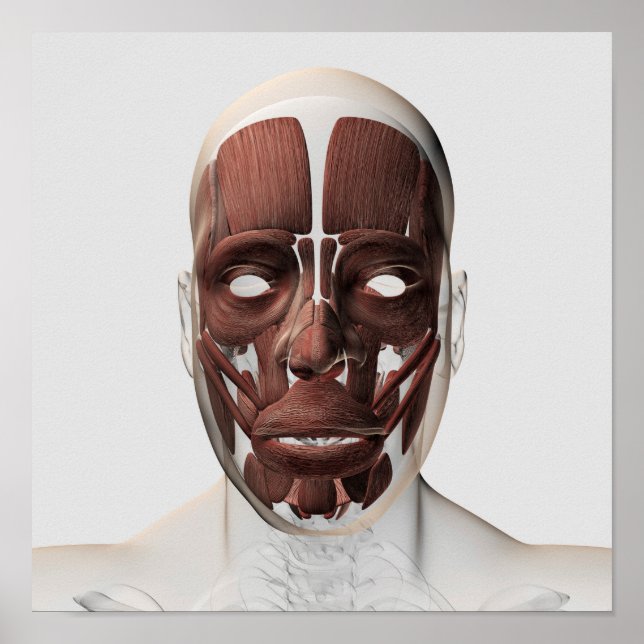Poster Illustration Médicale Des Muscles Faciaux Hommes (Devant)