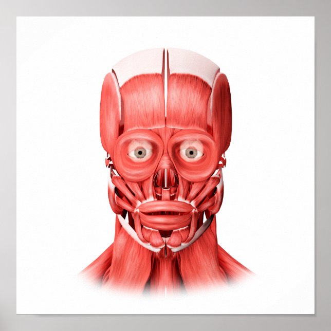 Poster Illustration Médicale Des Muscles Faciaux Hommes 1 (Devant)