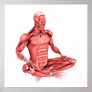 Poster Illustration Médicale Des Muscles Masculins Assis