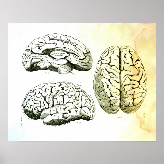 Poster Illustration Médicale du cerveau humain (Devant)