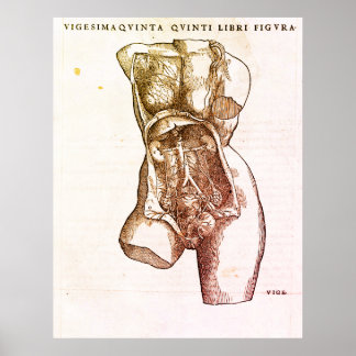 Poster Illustration Médicale du système de reproduction f
