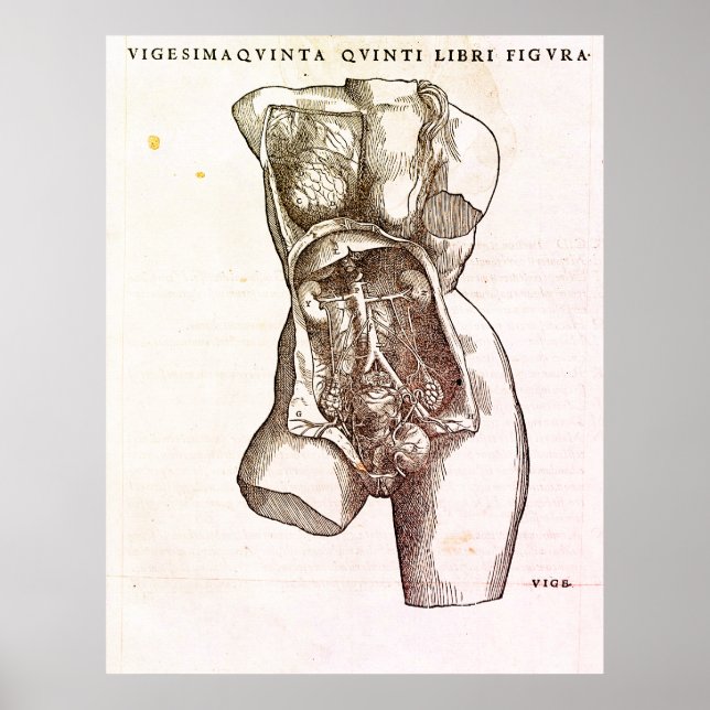 Poster Illustration Médicale du système de reproduction f (Devant)