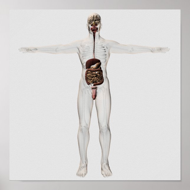 Poster Illustration Médicale Du Système Digestif Homme (Devant)