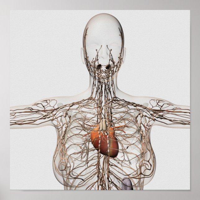 Poster Illustration Médicale Du Système Lymphatique Fémin (Devant)