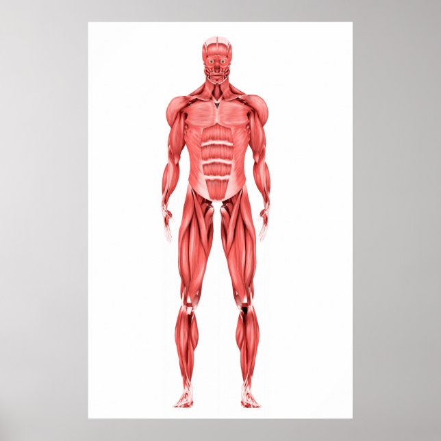 Poster Illustration Médicale Du Système Musculaire Mascul (Devant)
