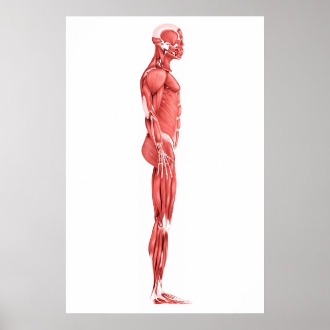 Poster Illustration Médicale Du Système Musculaire Mascul (Devant)