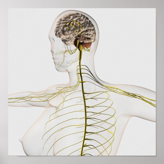 Poster Illustration Médicale Du Système Nerveux Humain (Devant)